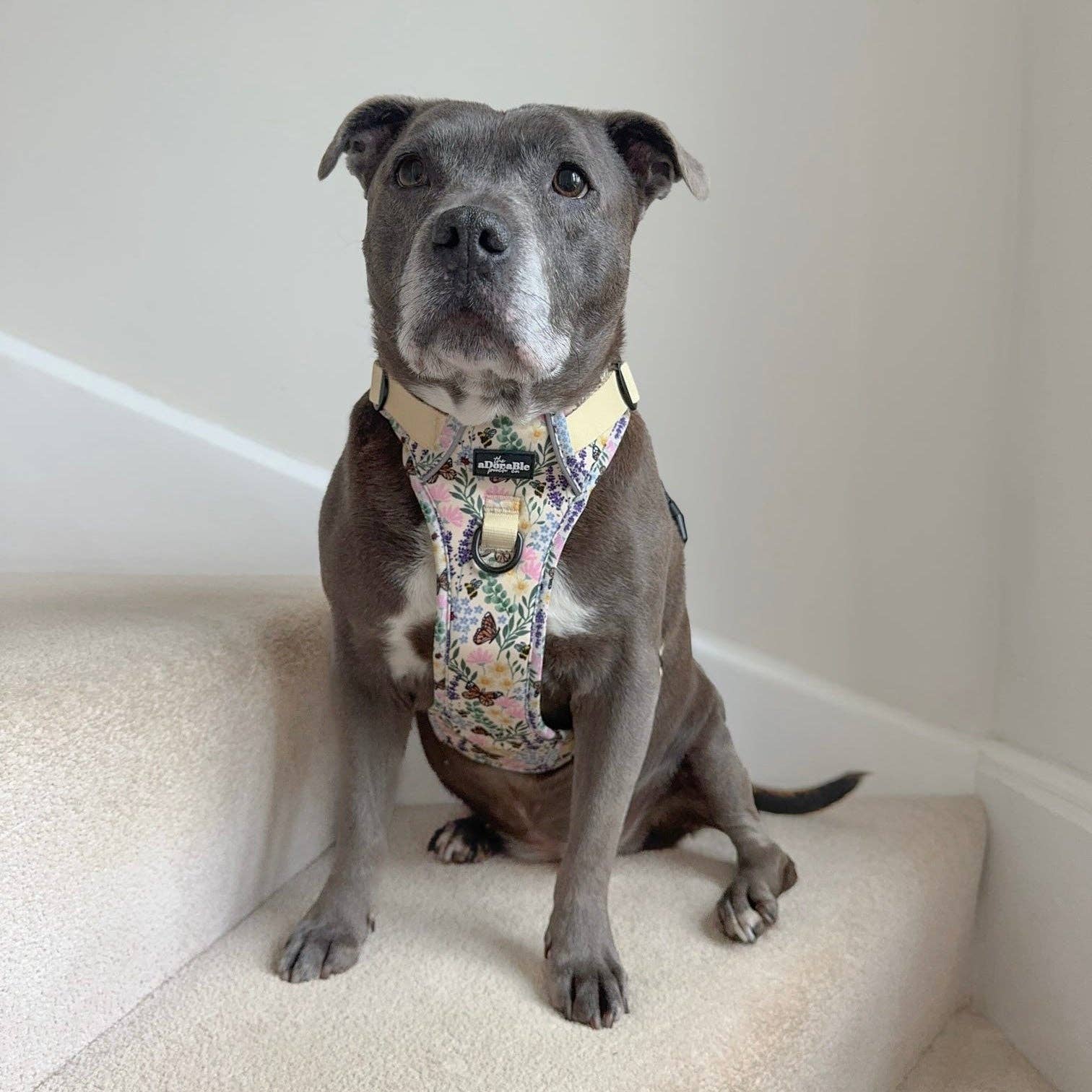 The aDoraBle Pooch Company – Arnês – Cão por atacado – Arnês Hike & Go Lite™ - Bumbles & Butterflies5