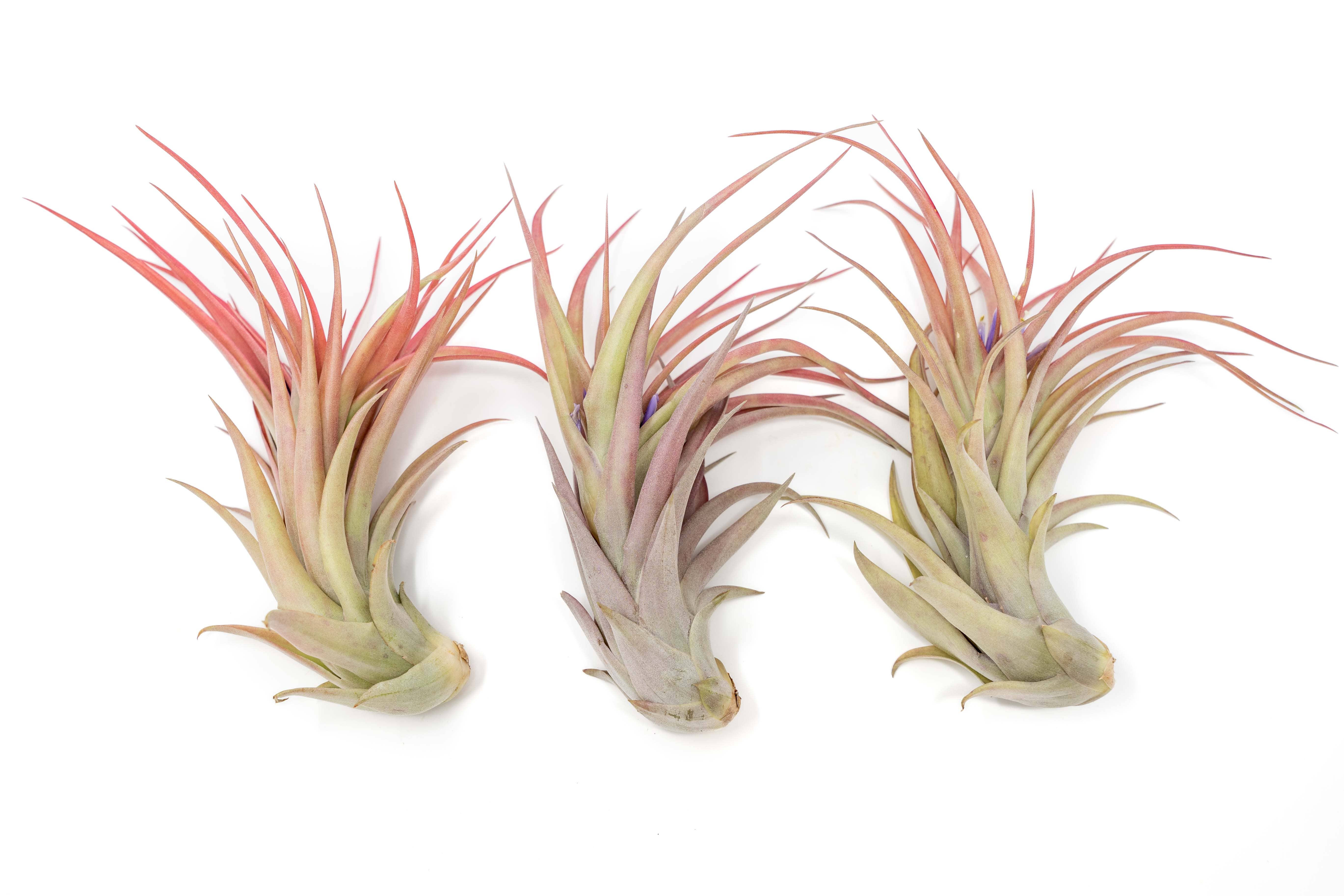 Air Plant Shop - Wholesale Live Plant - Large Tillandsia Abdita Air Plants3