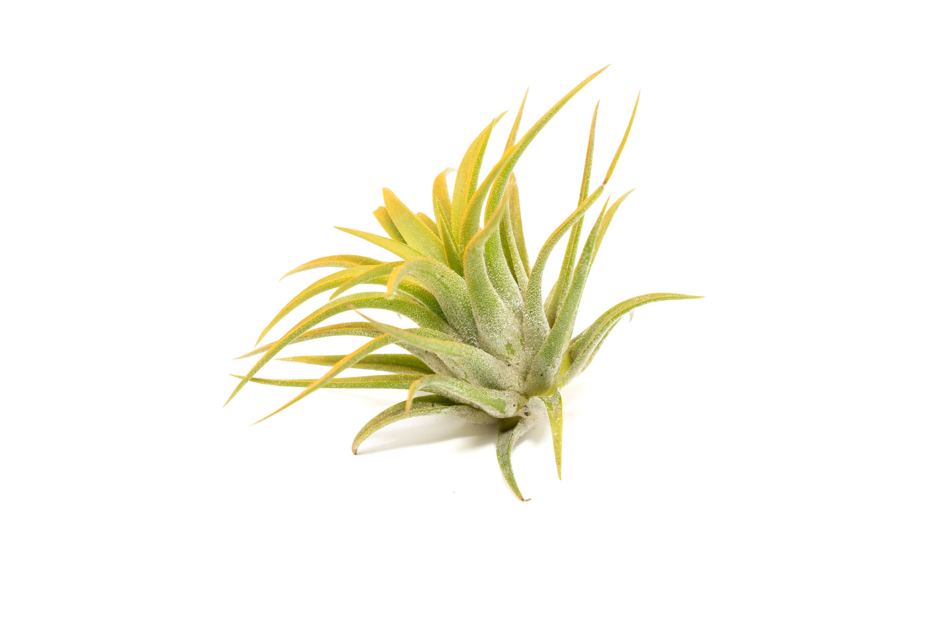 Air Plant Shop - Wholesale Live Plant - Color Enhanced Tillandsia Ionantha Rubra Air Plants8