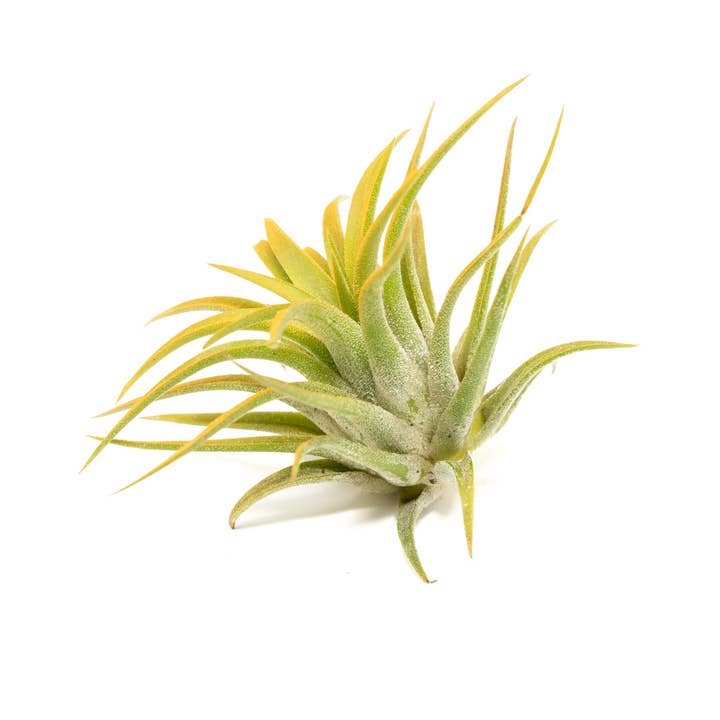 Air Plant Shop - Wholesale Live Plant - Color Enhanced Tillandsia Ionantha Rubra Air Plants8