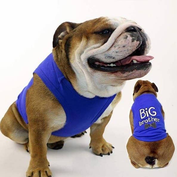 Blue Big Brother Dog T-Shirt – Fun Stylish Outfit for Dogs for wholesale on Faire6