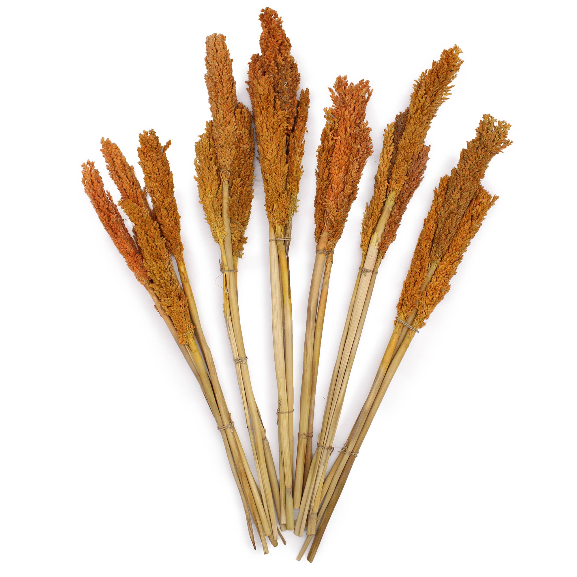 Ancient Wisdom – wholesale Dried/pressed flowers – Cantal Grass Bunch - Orange2
