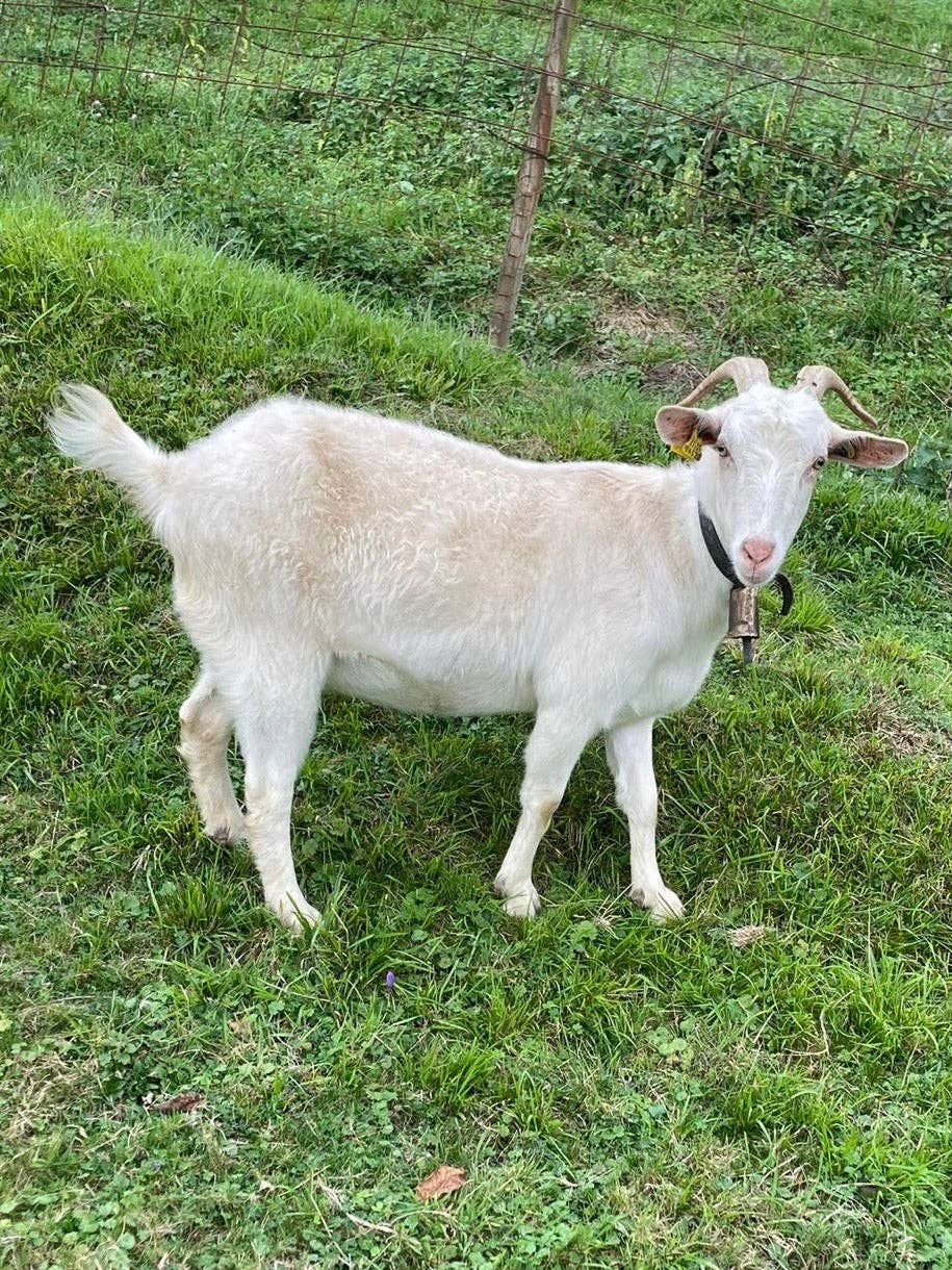 Lalura - Wholesale Bar Soap - Gin Milk Artisan Soap1