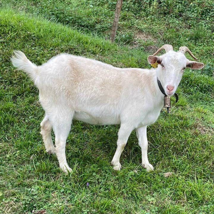 Lalura - Wholesale Bar Soap - Gin Milk Artisan Soap1