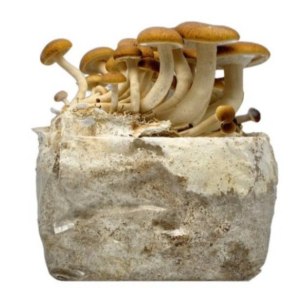 Mycoterra Farm - Wholesale DIY Food Kit - Pioppino Mushroom Grow Kit2