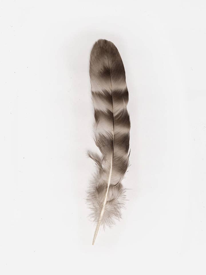 Natural Grey Chinchilla Hat Feather for wholesale by Gigi Pip