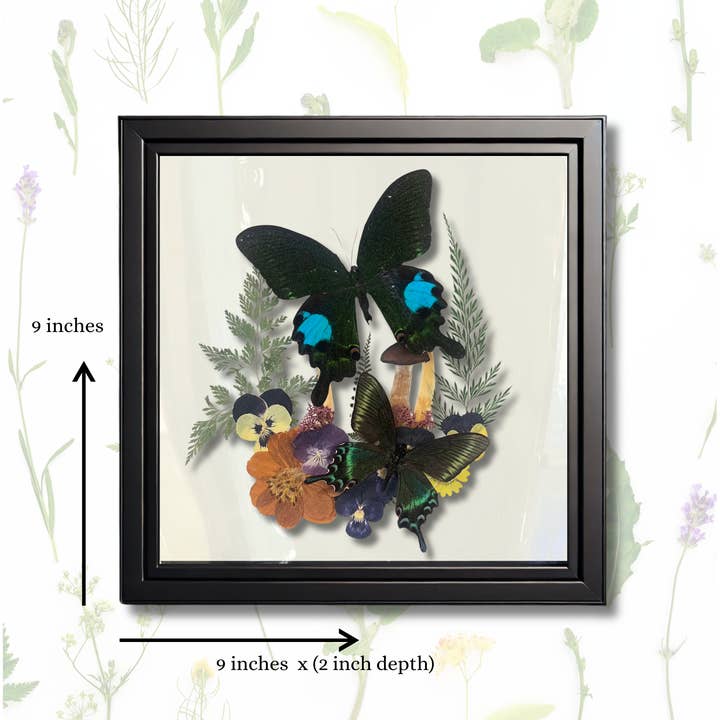 Instar Innovations - Wholesale Wall Accent - Papilio maackii, P. Paris 9x9x2 in Shadowbox Â