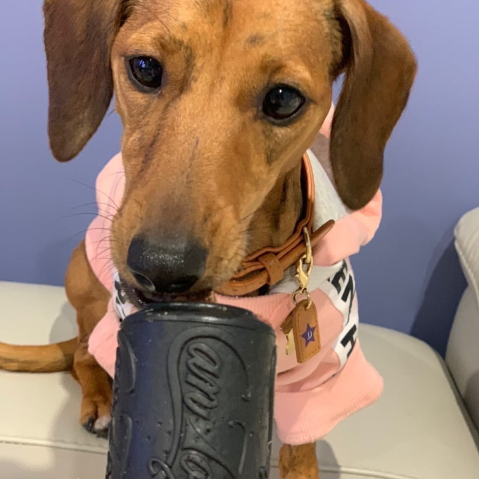 Rover Pet Products - Vendita all'ingrosso Giocattolo da masticare - Cani - Giocattolo Magnum Can (Power Chewers)8