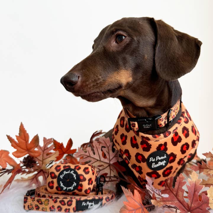 Pet Pooch Boutique - Wholesale Pet Collar - Dog - Spiced Honey Leopard Puppy or Dog Collar (animal print)