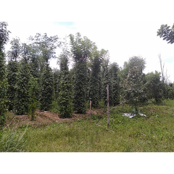 Burlap & Barrel - Wholesale Pepper/Peppercorns - Fermented White Pepper (Muntok White Pepper) - Single Origin4