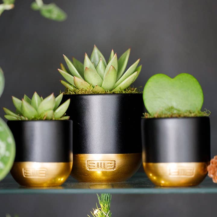 The Little Botanical - Wholesale Live Plant - Hoya Kerrii (Single Heart) π22