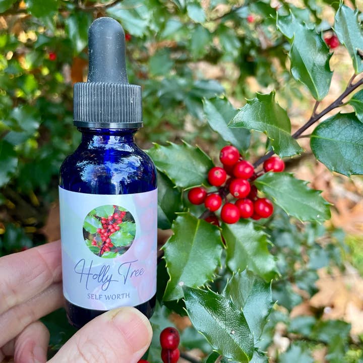 Essence de houx pour la vente par Stenella Farms