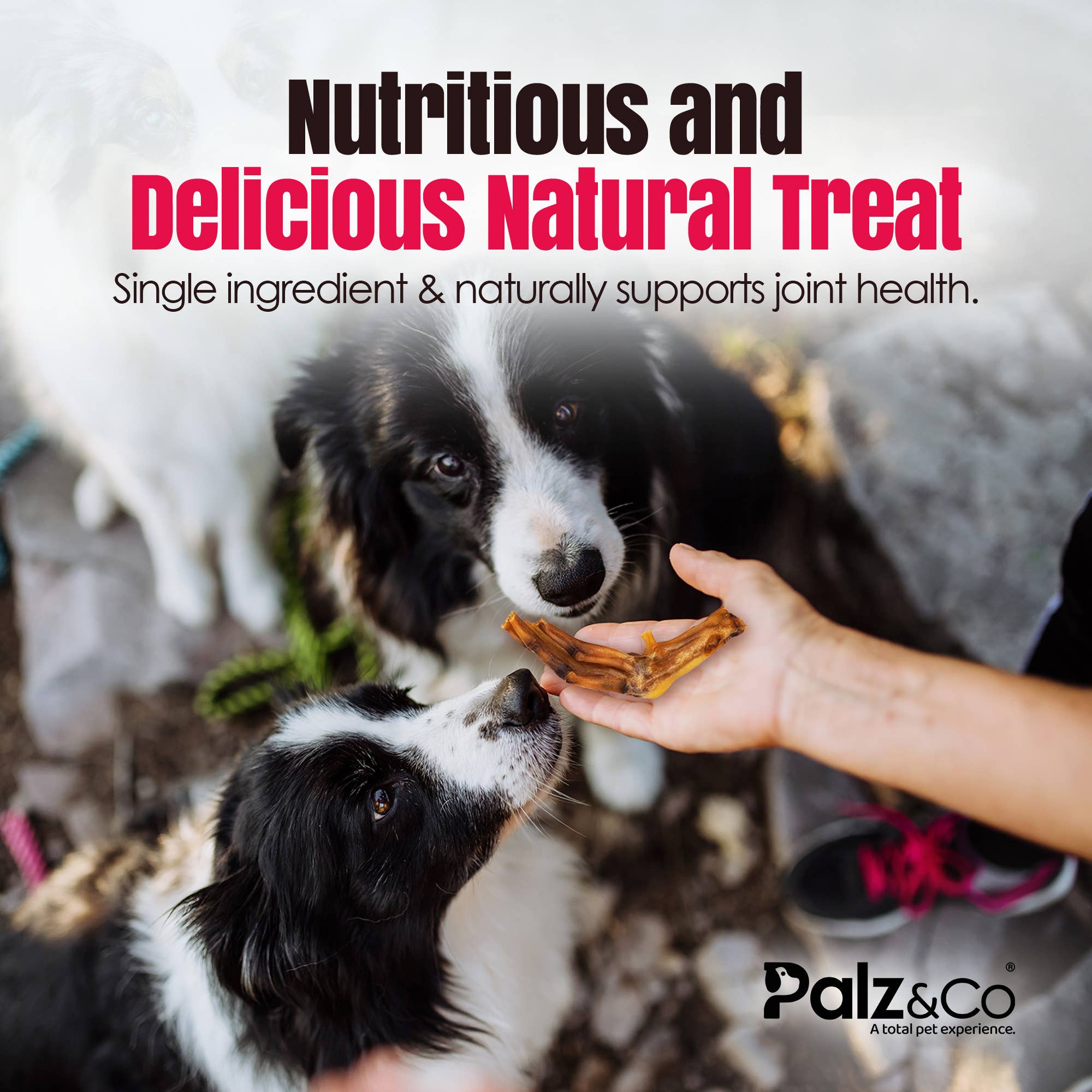 Palz&Co - Wholesale Pet Treats - Dog - Birddog Duck Feet (no nails) - Pack of 10 & 356