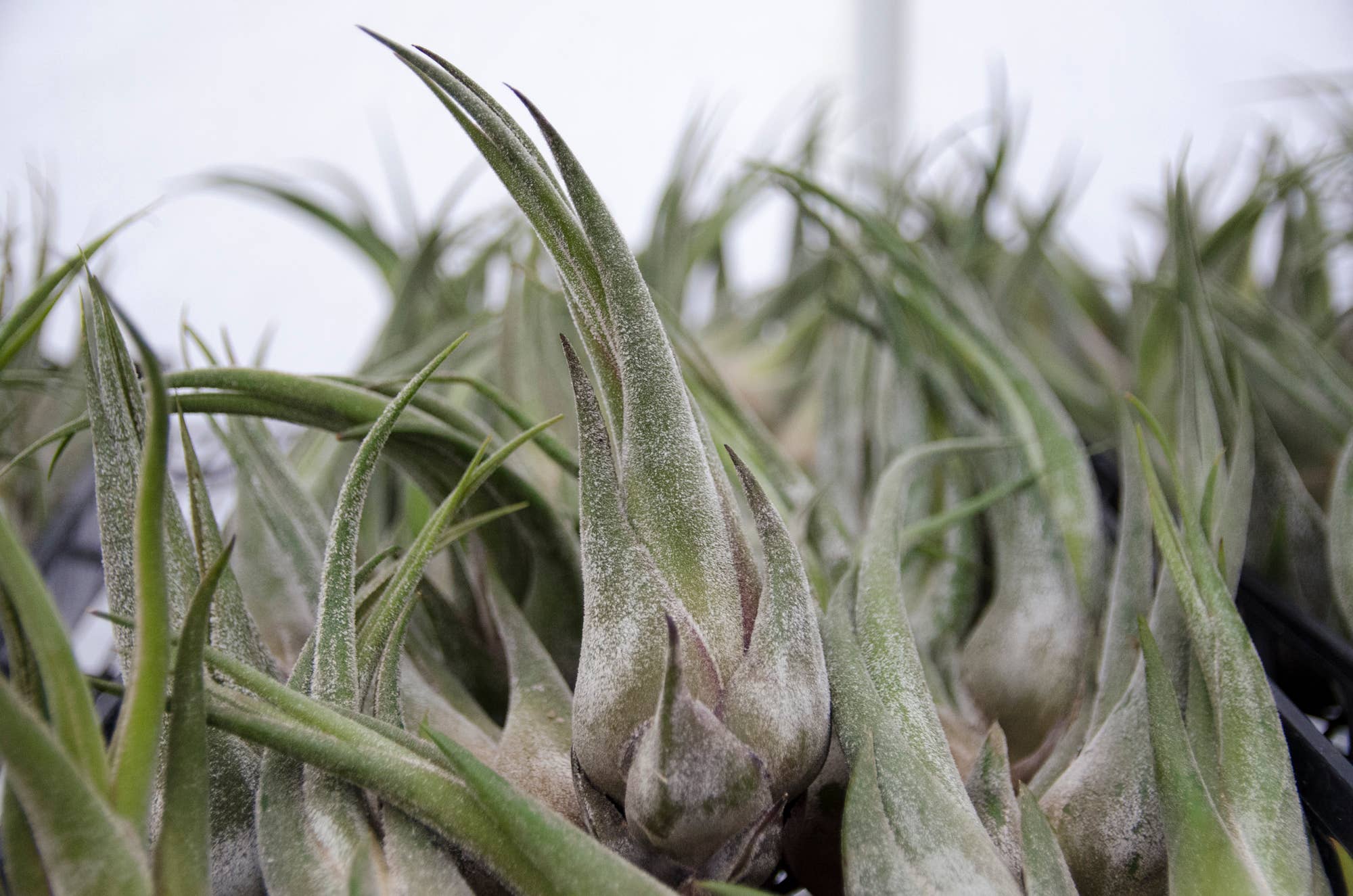 The Artizan Way - Wholesale Live Plant - Tillandsia Seleriana - Live Air Plant8