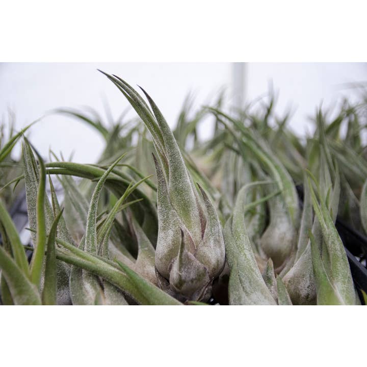 The Artizan Way - Wholesale Live Plant - Tillandsia Seleriana - Live Air Plant8