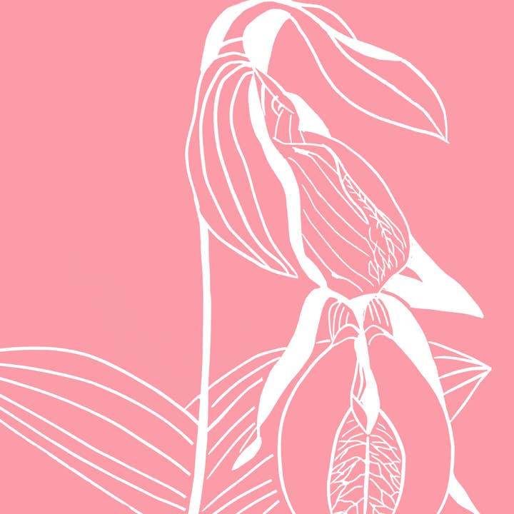 The Flower Collection: Lady's slipper for wholesale by Charlotte Holt Art