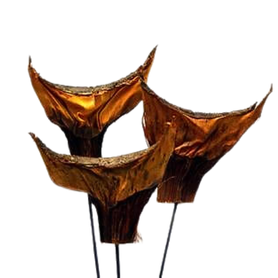 Botanico Ltd. - Wholesale Dried/Pressed Flowers - Agave 0