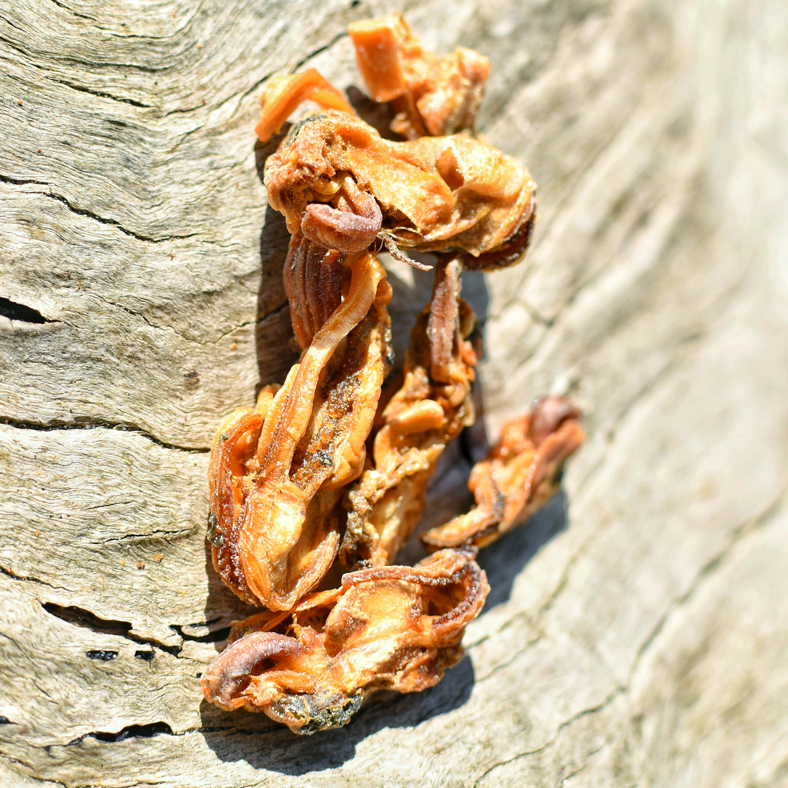 Rover Pet Products - Wholesale Pet Treats - Dog - Gettn' Lippy Wit It - Green Lipped Mussels4