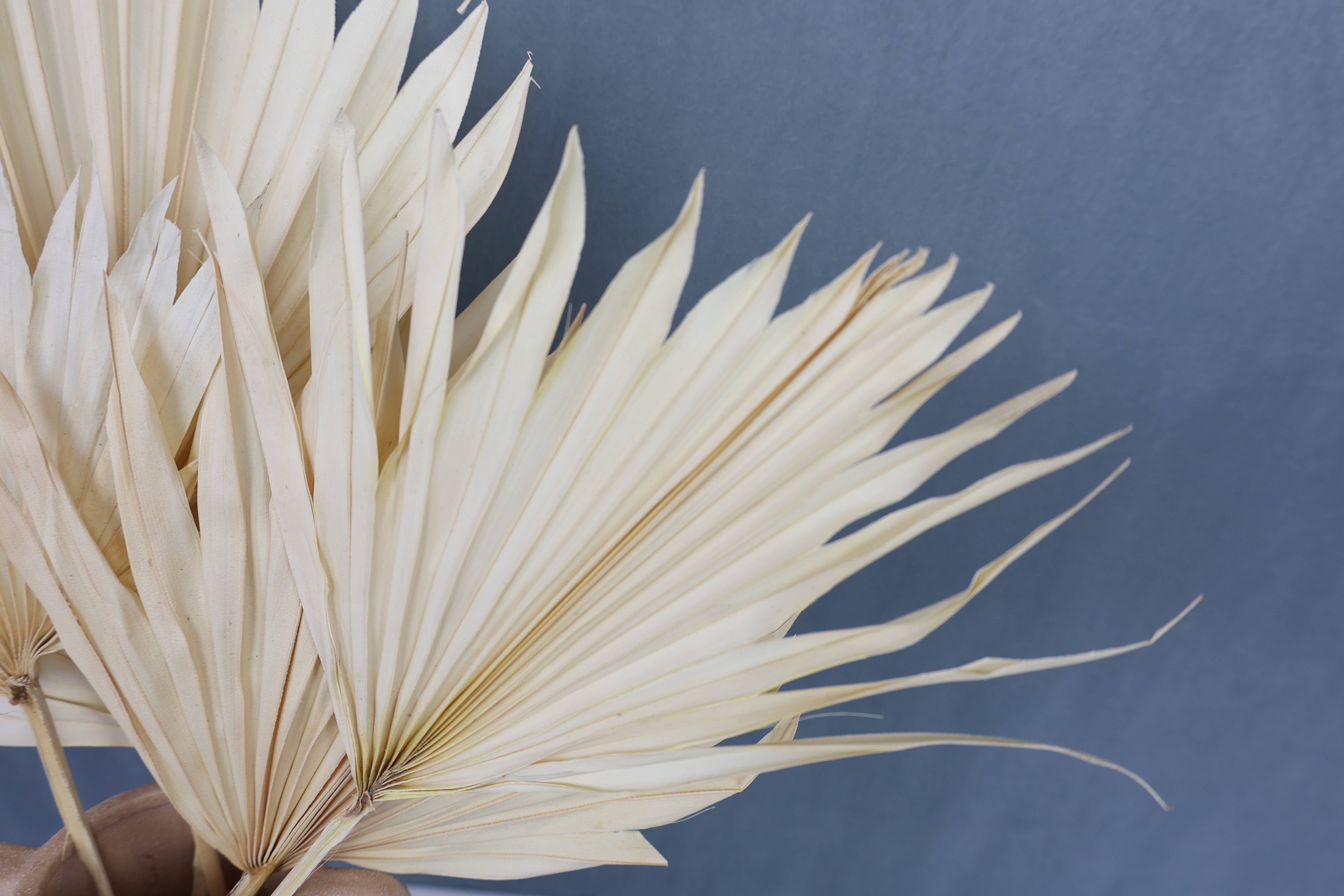 FlowerFantaSee – wholesale Dried/pressed flowers – Dried Sun Palm Leaf Fans -Cream (Set of 5)9