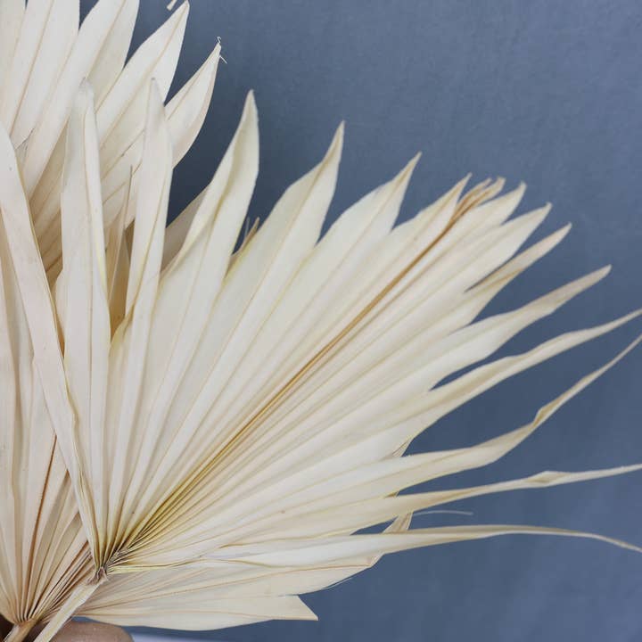 FlowerFantaSee - Wholesale Dried/Pressed Flowers - Dried Sun Palm Leaf Fans -Cream (Set of 5)9