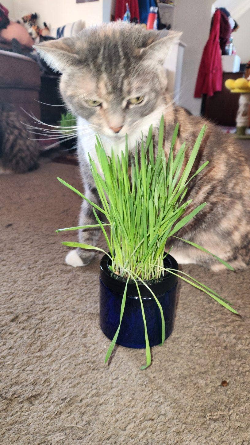 Mom’s Indoor Cat - Wholesale Pet Treats - Cat - Modern Organic Cat Grass Garden in Stylish Jar6