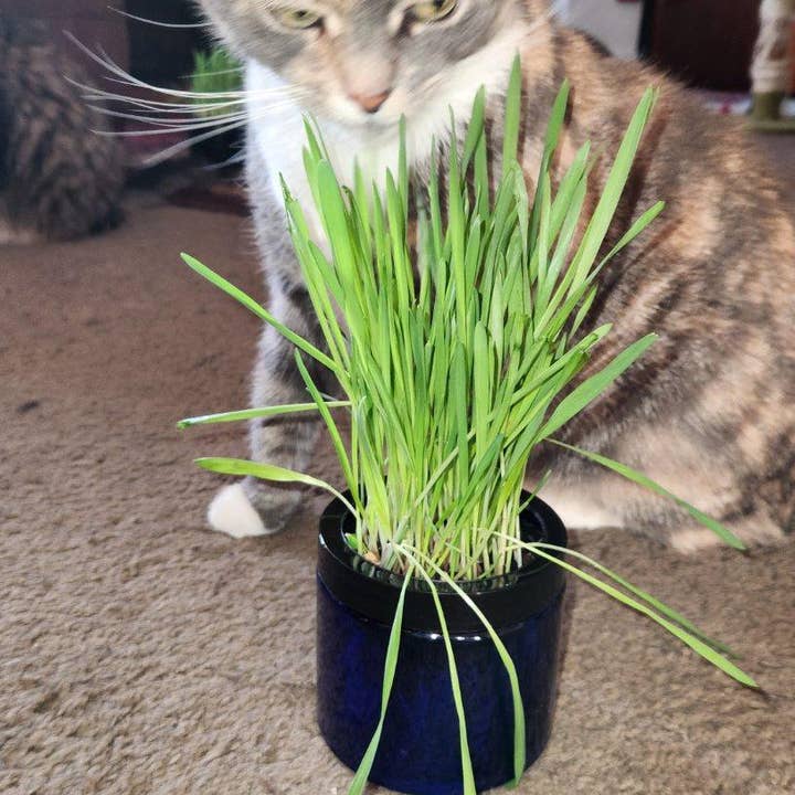 Mom’s Indoor Cat - Wholesale Pet Treats - Cat - Modern Organic Cat Grass Garden in Stylish Jar6