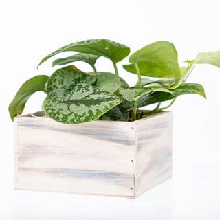 Wood Planters/Containers/Boxes Floral Plant 7"x7"x4" for wholesale by UNIMIX FLORAL