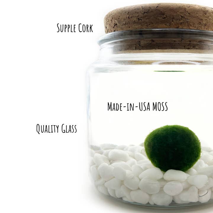 Moss Amigos | Moss Ball Terrariums - Wholesale Live Plant - Classic Large Marimo Moss Ball Terrarium3