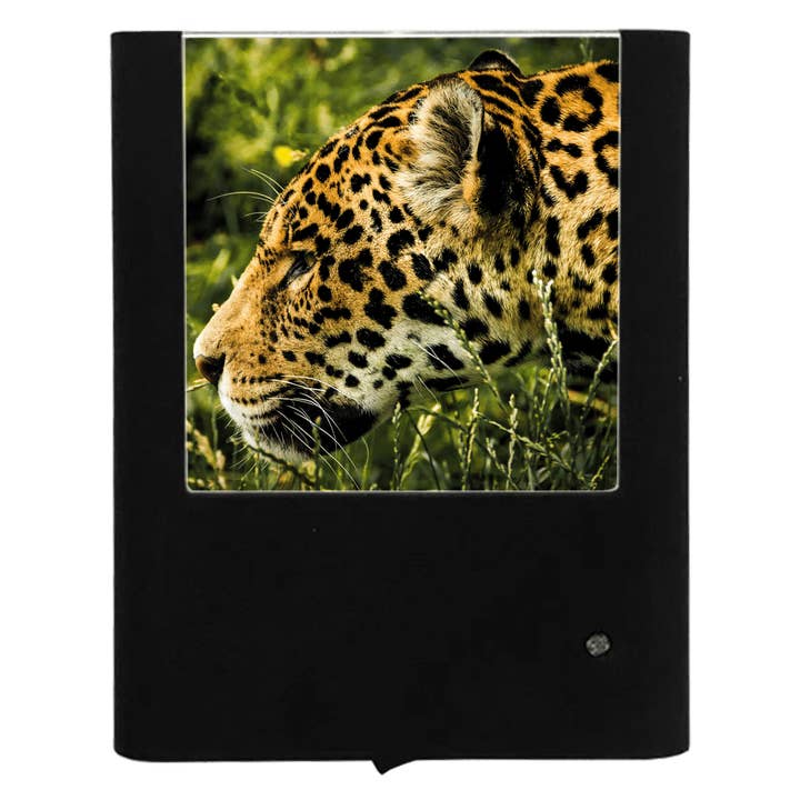 Jaguar for wholesale by Nightlight Studio