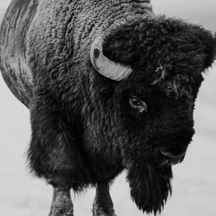 Buffalo Print for wholesale by Bricks and Willow