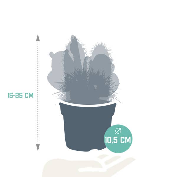 Oasis of Life - Wholesale Succulent - Cactus Mix 3 Plants – Ø10.5cm – Various Cacti – Easy-Care Houseplants in Mixed Form – Succulents for Windowsill, Office & Living Room1