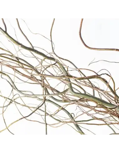 Florasource - Wholesale Fresh Cut Flowers - Curly Willow TIPS 150 stems BULK BOX2