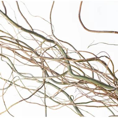 Florasource - Wholesale Fresh Cut Flowers - Curly Willow TIPS 150 stems BULK BOX2