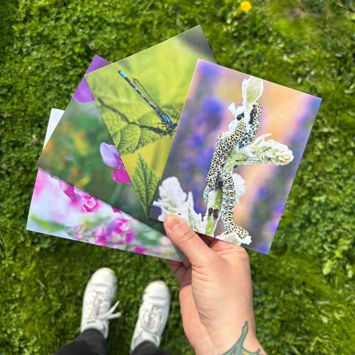 Pacchetto Critter Card Variety (5 biglietti diversi+buste) per la vendita all'ingrosso da parte di Andrea Morris Art