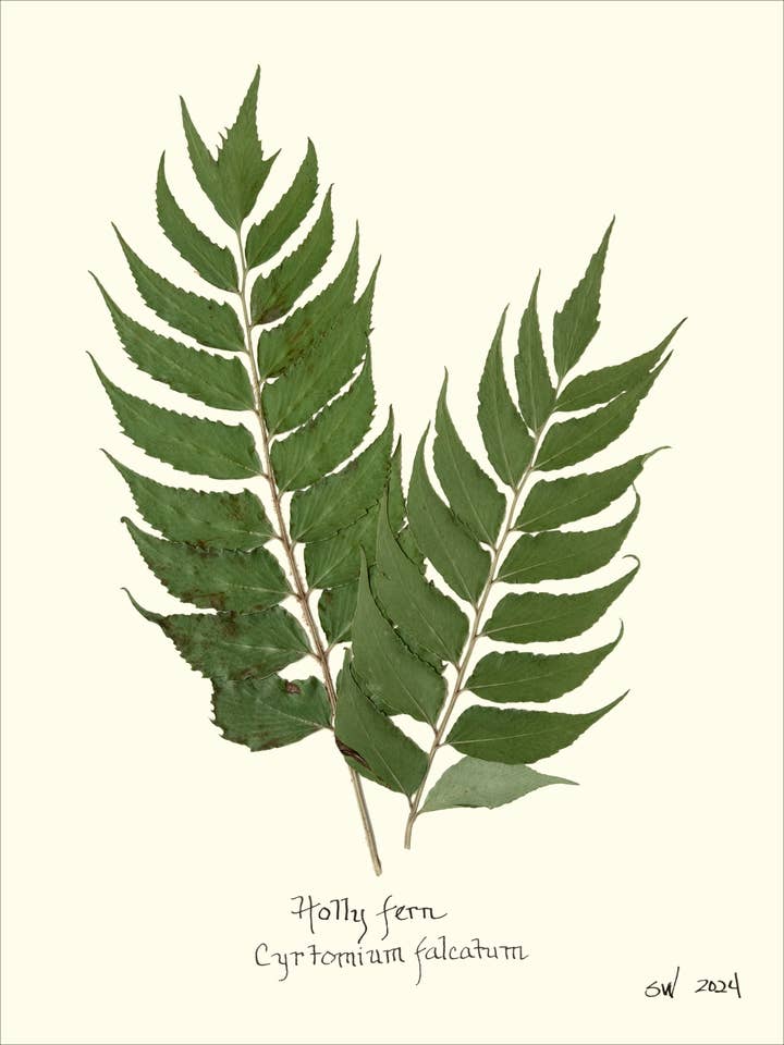 Impression botanique - Fougère houx pressée pour la vente par Homegrown Art Co