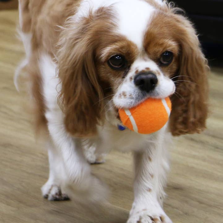 Ancol Pet Products Ltd – wholesale Pet fetch ball – Dog – Play Time For Dogs - Chase- High Bounce Tennis Ball