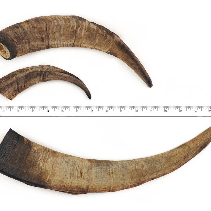 Herders Choice Chews - Wholesale Pet Treats - Dog -
š The GOAT Dog Chew Bulk Pack Small (1kg.) 12 plus Horns1