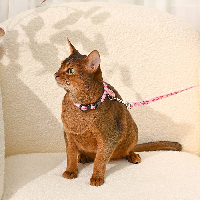 Hugsmart Products Inc - Wholesale Pet Harness - Cat - HugSmart Pet - Cat Harness & Leash Set | Cherry3