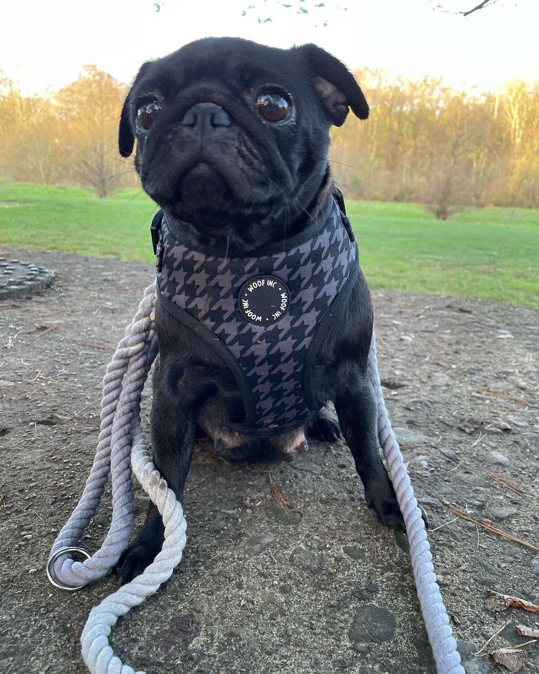 WOOF INC – Großhandel Haustiergeschirr – Hund – Verstellbares Hundegeschirr mit schwarzem Hahnentrittmuster6