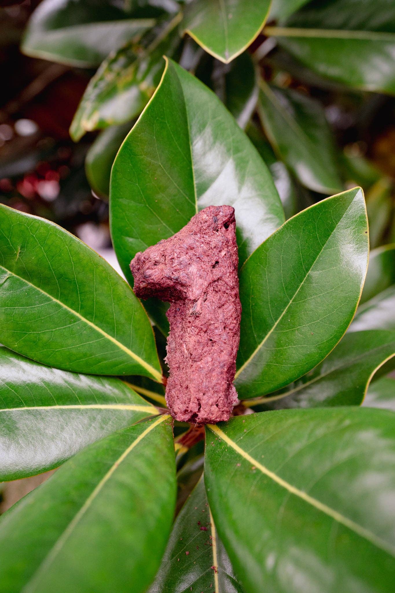 Love Liparu - Wholesale Pet Treats - Dog - MEAT NUMBER | Freeze-Dried Dog + Cat Treat1