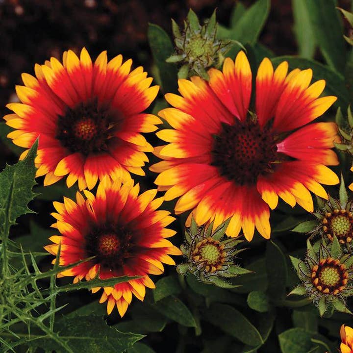 Bentley Seed Co. - Wholesale Plant Seeds - Blanketflower Seed Packets2
