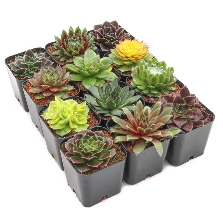 Mountain Crest Gardens - Wholesale Succulent - Sempervivum 12-Pack (12 Varieties, 2" Pots)