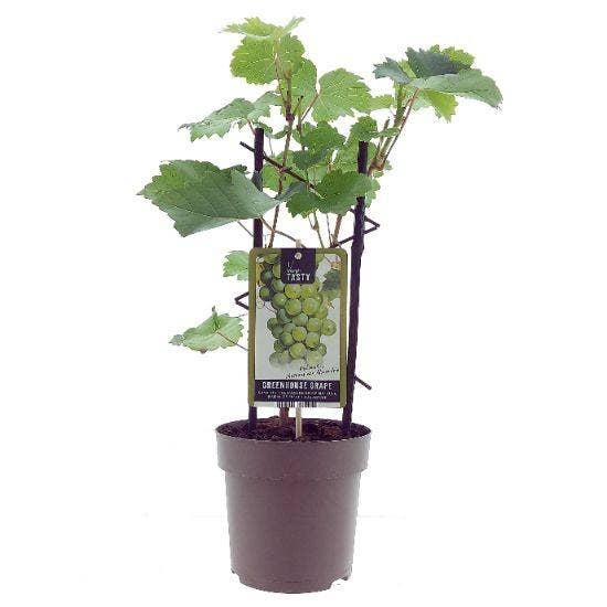 Oasis of Life - Wholesale Live Plant - Grapevine – Vitis Muscat d'Alexandrie – Ø15 cm – ↕40 cm – Sweet Muscat Grapes – Sunny Location – For Garden & Balcony