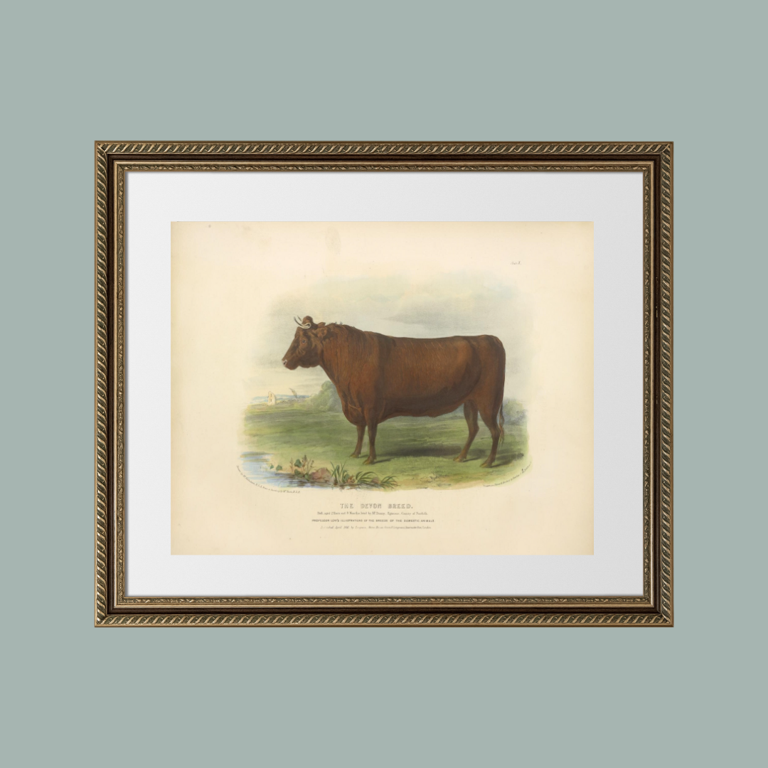 Sea to Skye - Wholesale Art Print - English Devon Bull Antique Art Print6