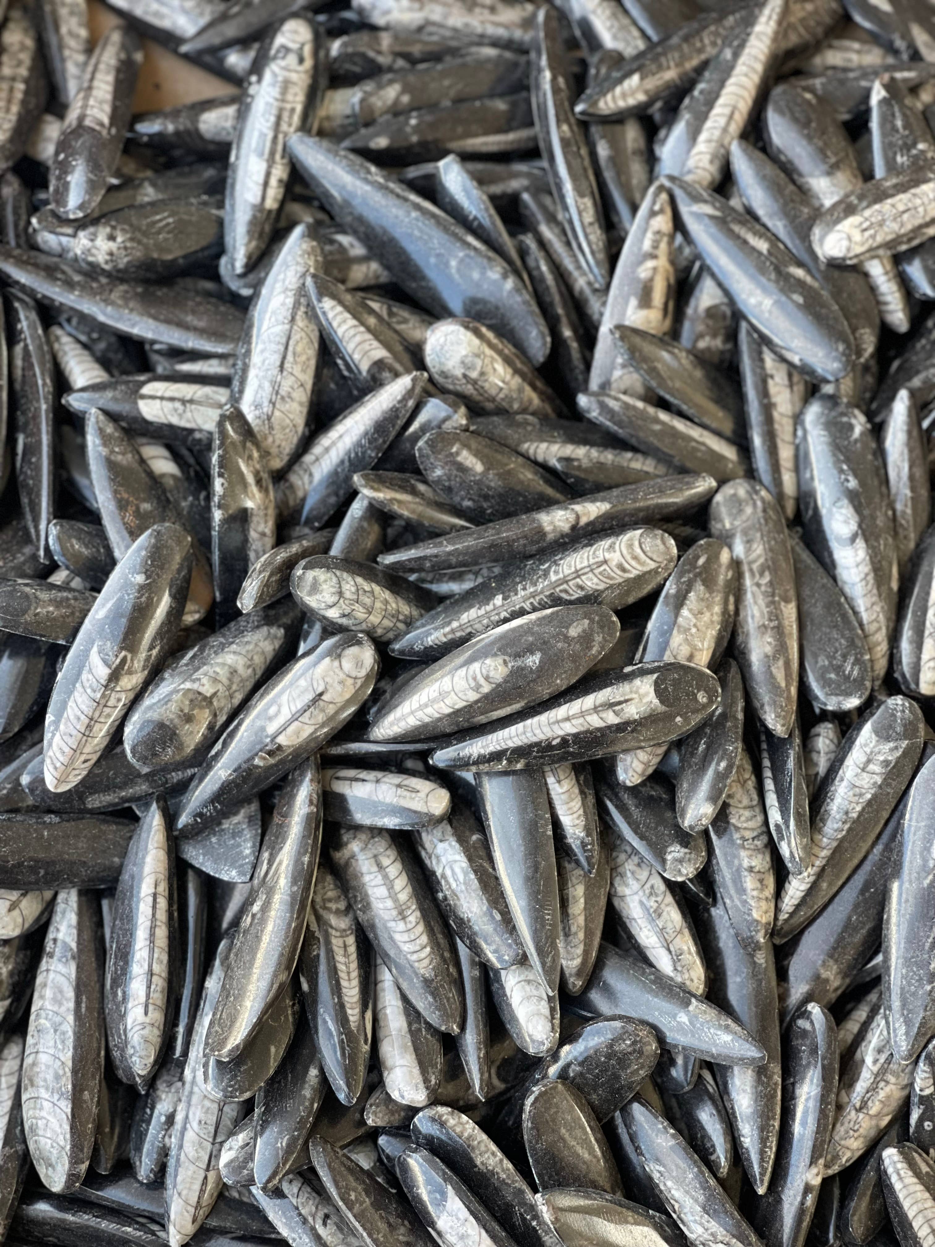 Casablanca Exports - Vendita all'ingrosso Pietra/cristallo spirituale - Singoli di Orthoceras1