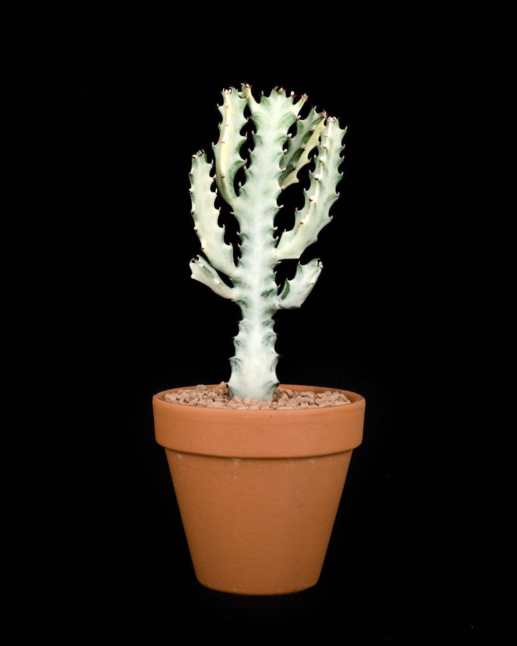 Tula House - Wholesale Live Plant - Euphorbia lactea 'White Ghost'1