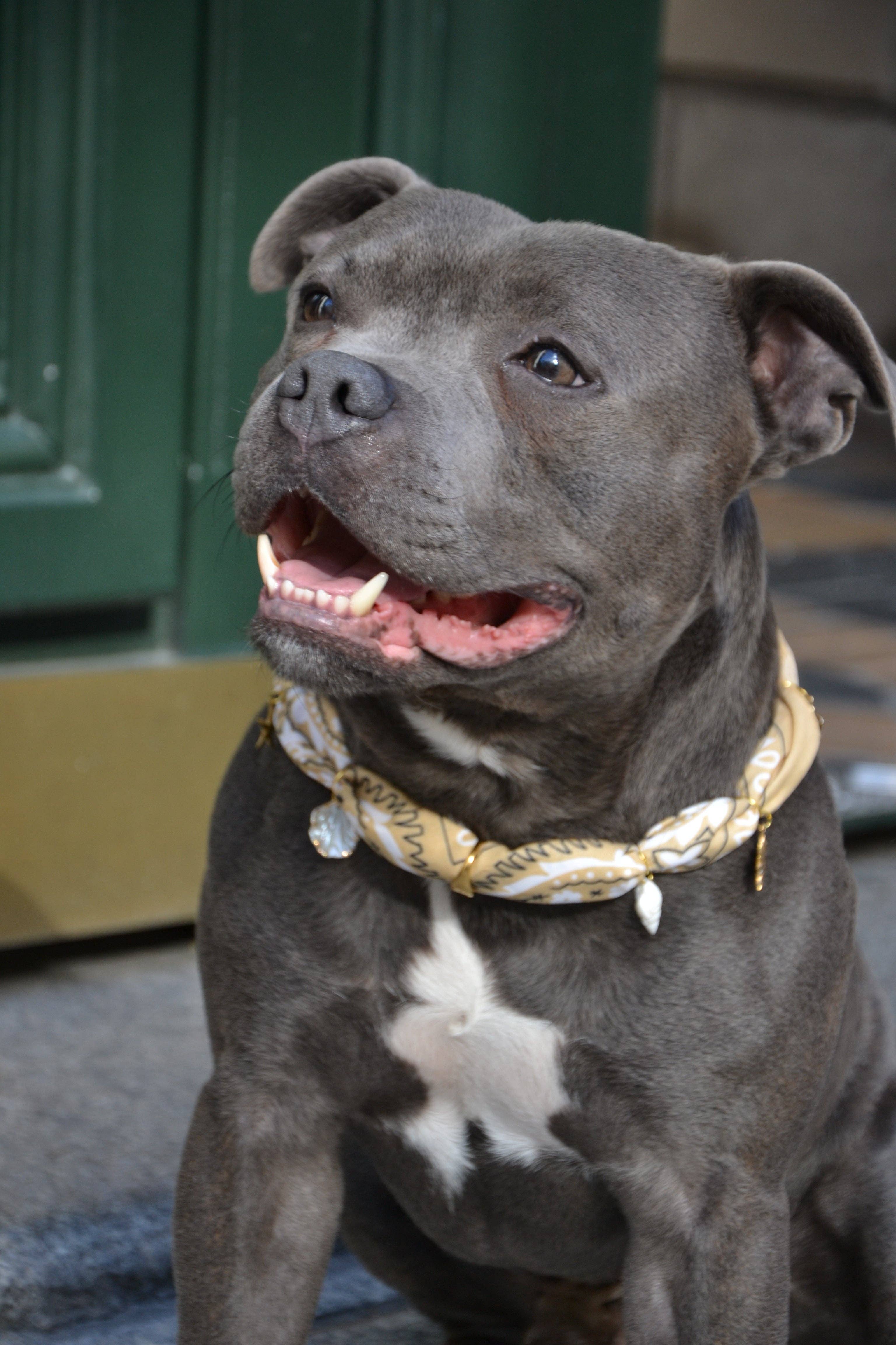 Aura - Wholesale Pet Bandana - Dog - Beige Dune Tie-On Bandana-Collar for Dogs and Cats4