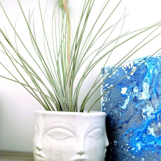Geoform Designs - Wholesale Live Plant - Large Tillandsia Juncea Air Plant2