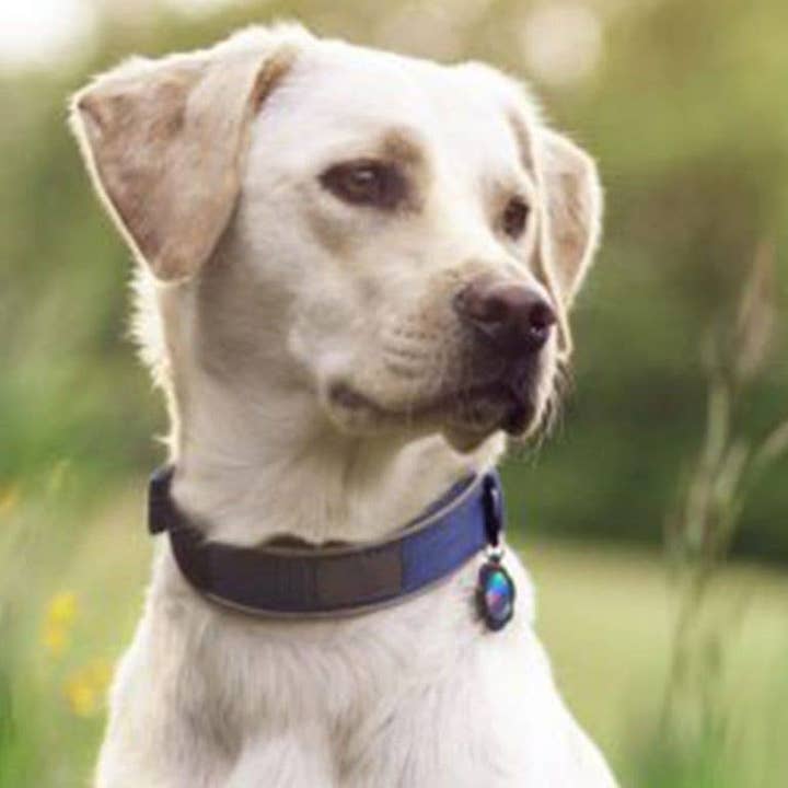 Noble Naturals – wholesale Halsband - Katt och hund – Petdot + Aquadot - EMF Aware | EMF Strålning & 5g Skydd