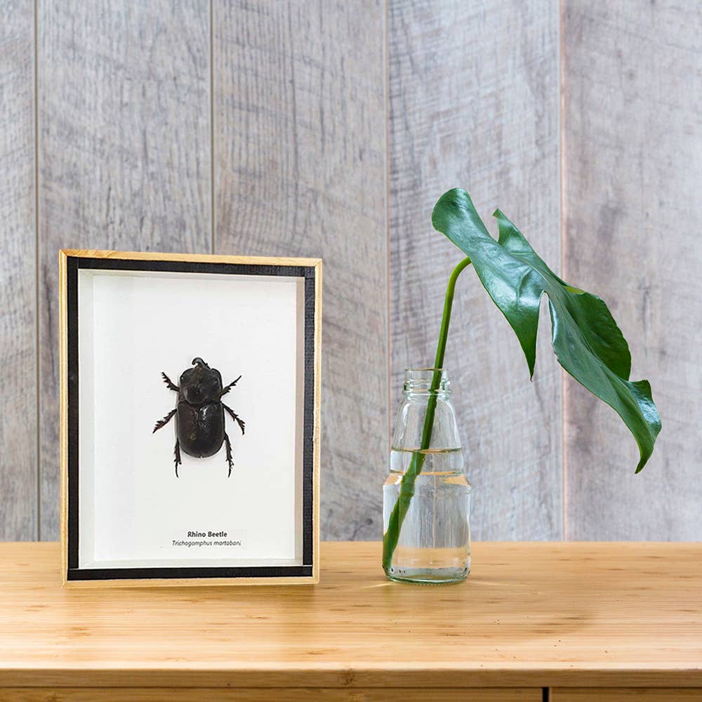 VIE - Wholesale Wall Accent - Framed Insect, Assorted25